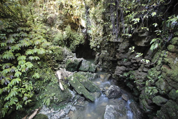 Aranui Bush Walk near Waitomo rainforest stream emerging from limestone cave