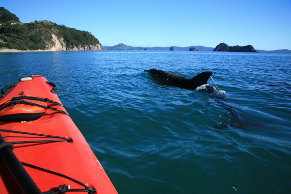 Dolphin