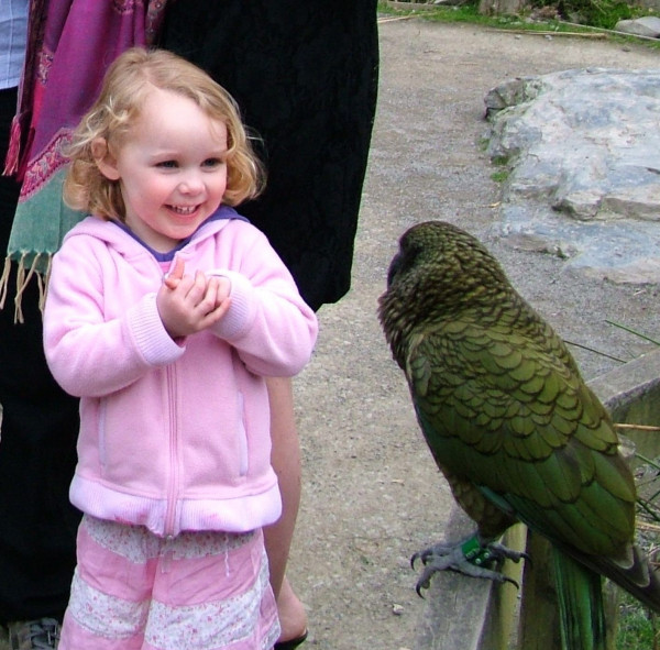 Kea at Wildlife Reserve Christchurch