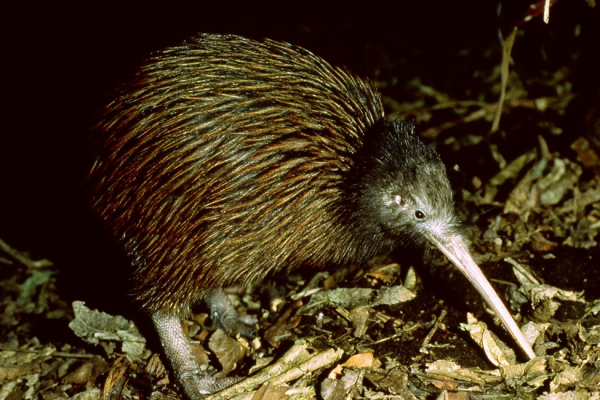 Kiwi at Willowbank Christchurch
