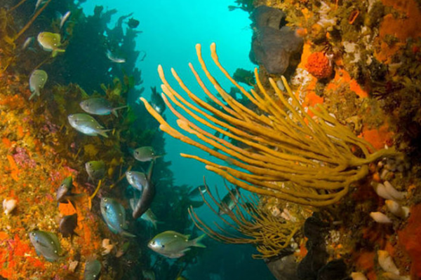 Paihia Dive