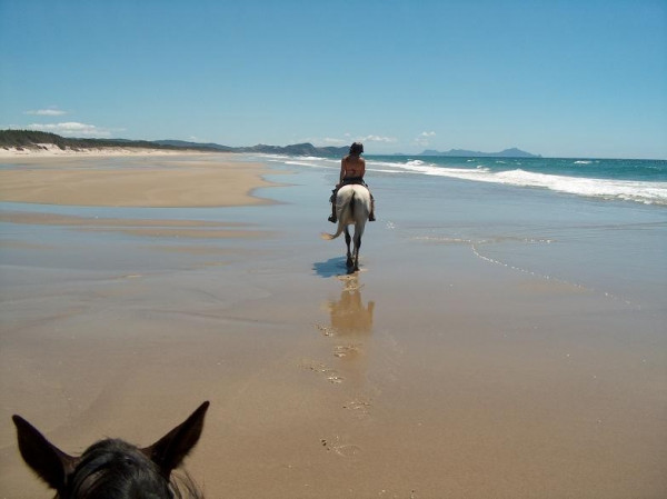 "" Pakiri Beach Horse Rides