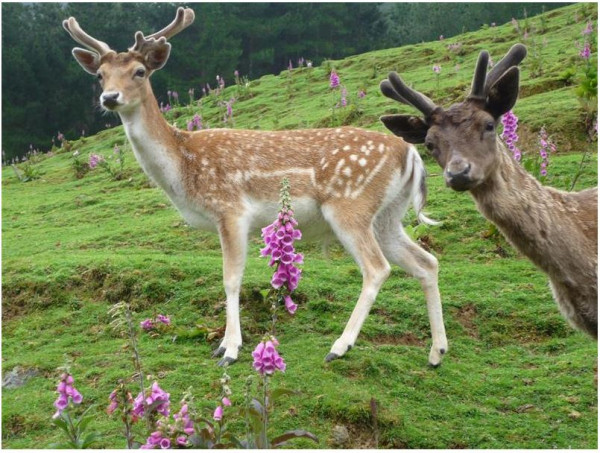 Staglands Deer Park