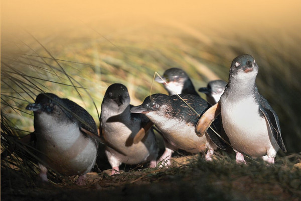 "" blue penguin