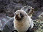 fur seal pups2