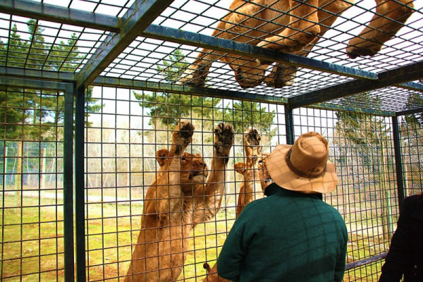 "" lions of orana