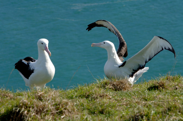 "" royal albatross