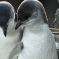 Antarctic Centre