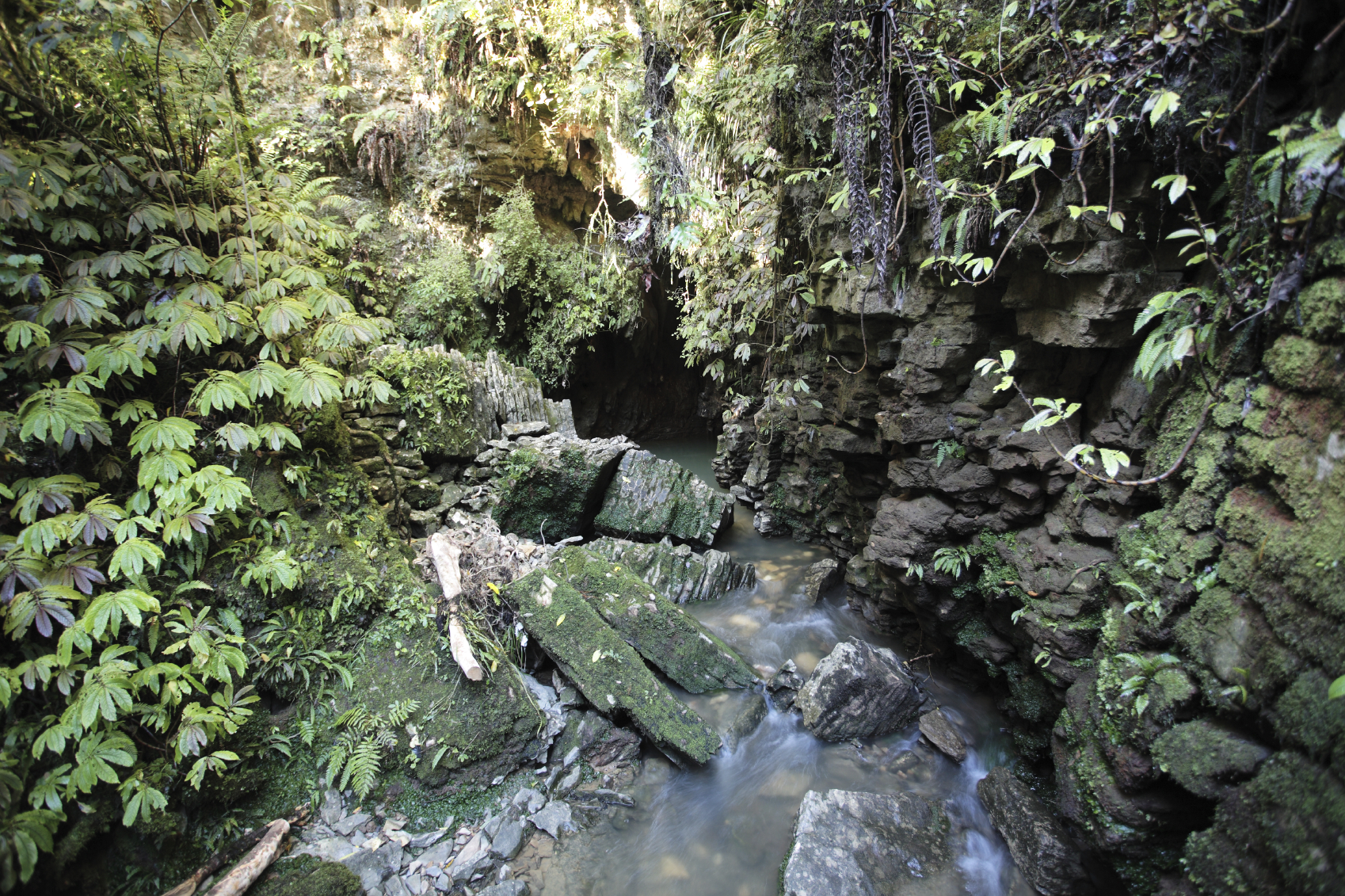 Aranui Bush Walk near Waitomo rainforest stream emerging from limestone cave