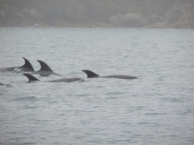 Dolphins3