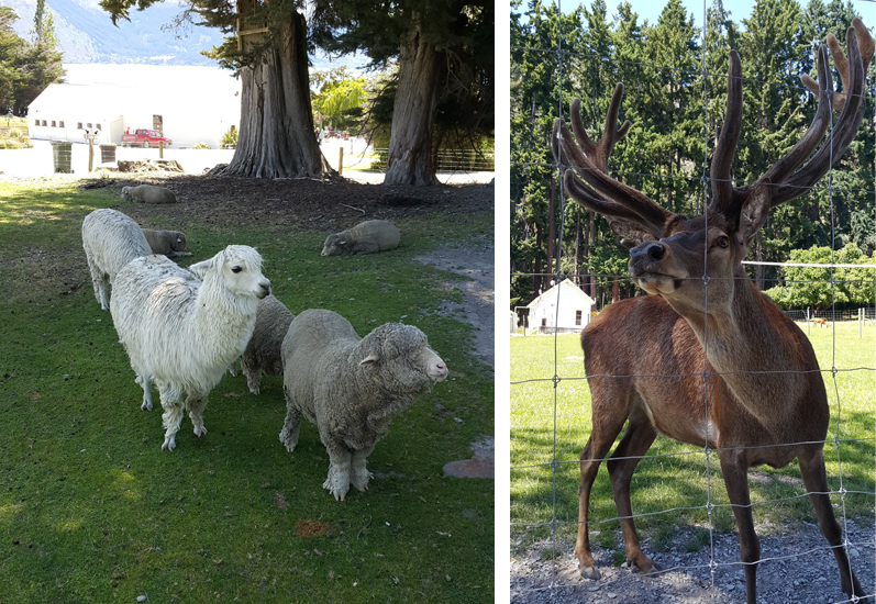 Farm animals at Walter Peak Station