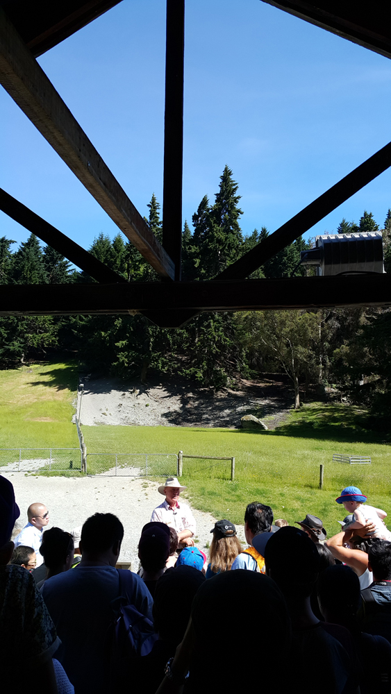 Farm tour at Walter Peak Station