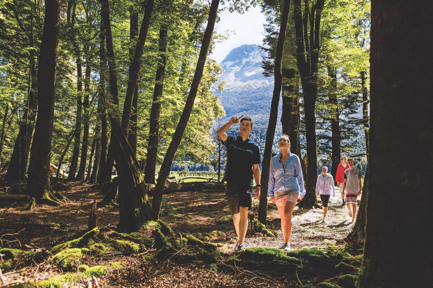 Forest Walk in Mt Aspiring National Park