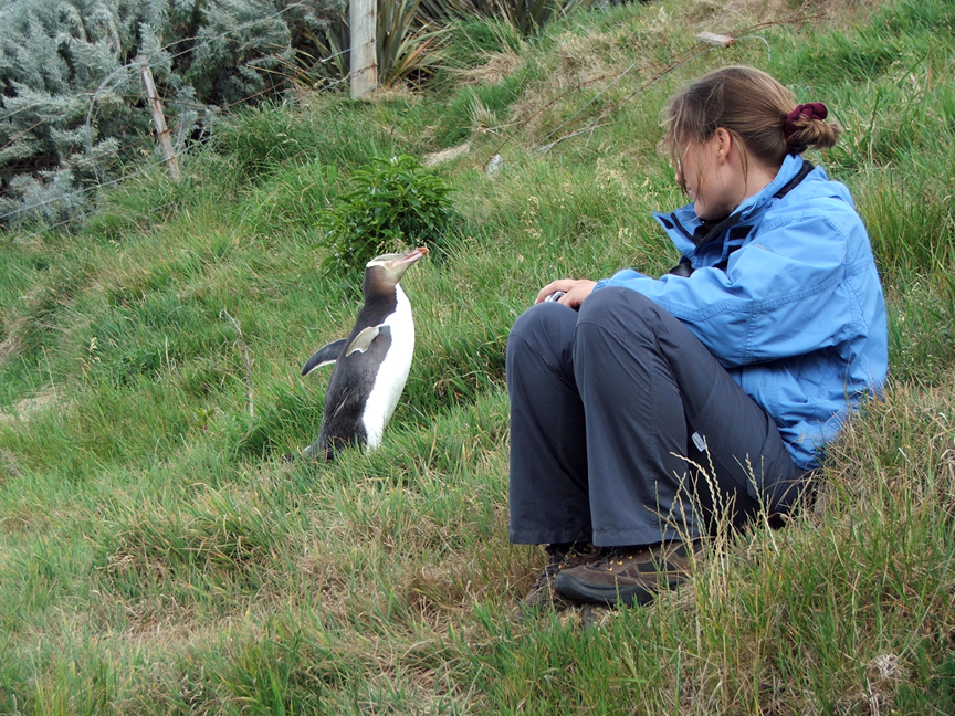 Hoiho or yellow eyed penguin