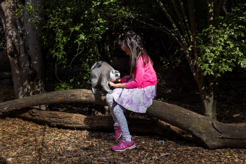 Lemur encounter Willowbank