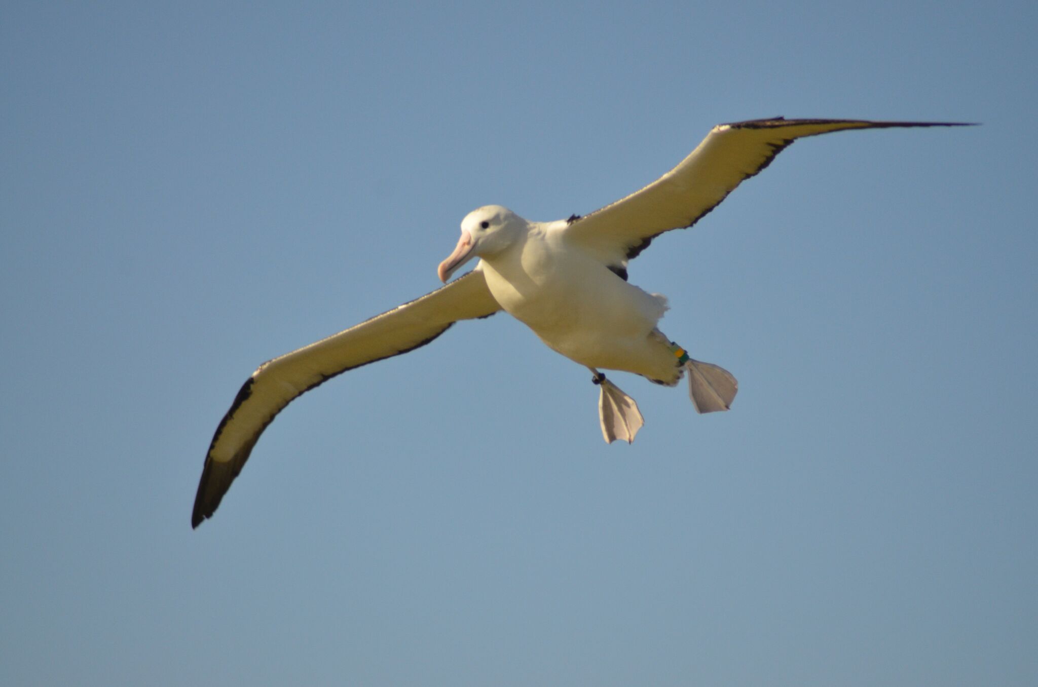 albatross in flight