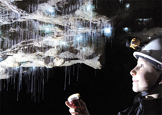 arachnocampa luminosa