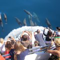 auckland dolphin safari Copy Copy