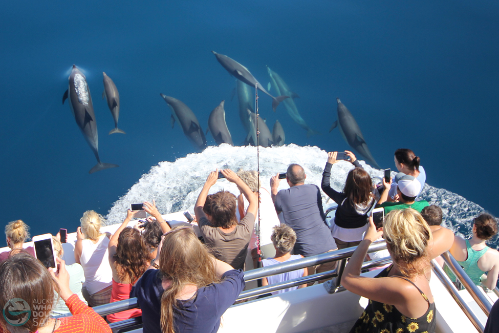 auckland dolphin safari