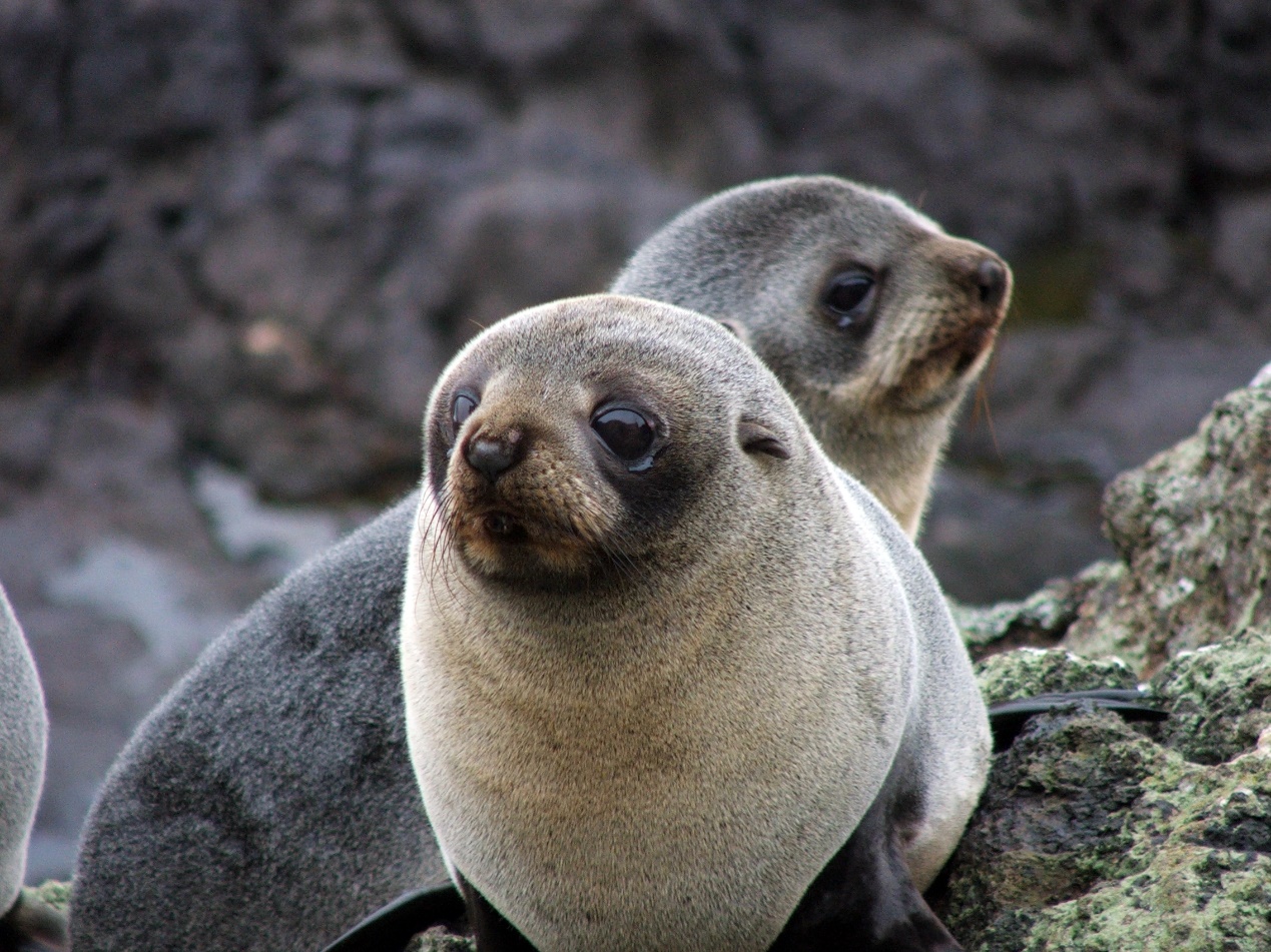 fur seal pups
