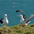 royal albatross Copy Copy