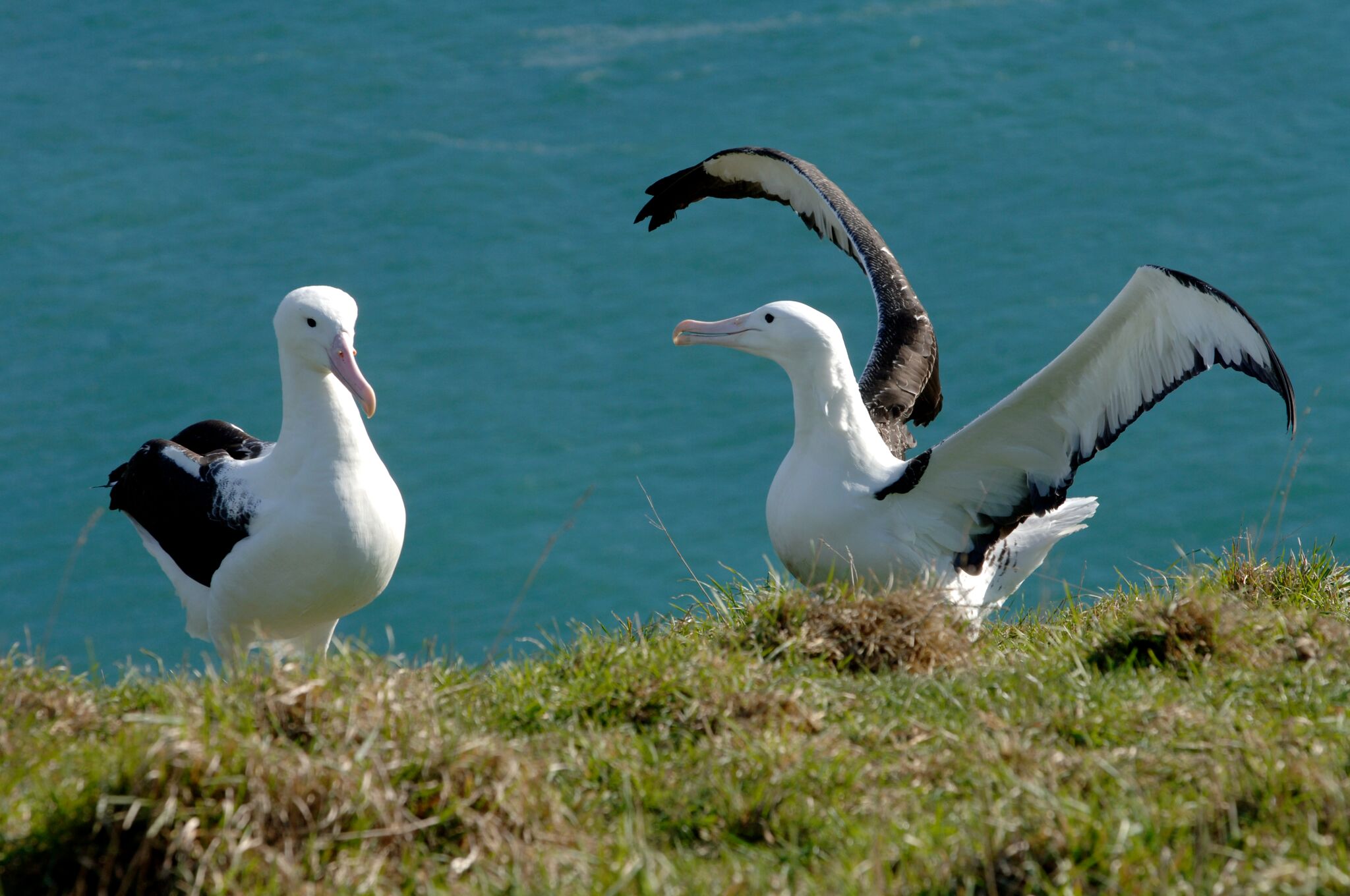 royal albatross